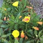 Oenothera glazioviana Fleur