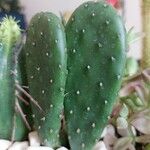 Opuntia monacantha 葉