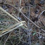 Achnatherum calamagrostis Blatt