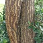 Diphysa americana ᱪᱷᱟᱹᱞᱤ