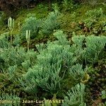 Lycopodium tristachyum Habitatea