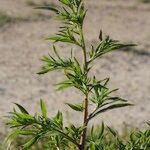 Bassia hyssopifolia Habit