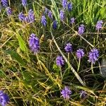 Muscari neglectumŽiedas