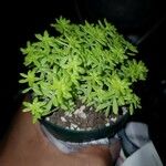 Sedum japonicum Hoja