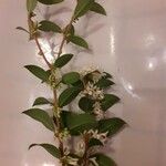 Osmanthus × burkwoodii Flower