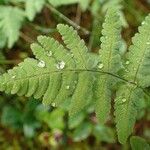 Gymnocarpium dryopteris Blatt