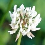 Trifolium repens Blodyn