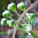Allium oleraceum Plod