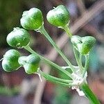 Allium oleraceumFruto