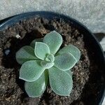 Echeveria coccinea List