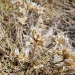 Arenaria aggregata Flor