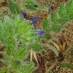 Echium arenarium Flower
