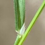 Bromus diandrus Leaf