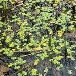 Hydrocotyle ranunculoides 葉