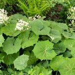 Petasites albus Leht