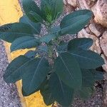 Nicotiana glauca Blad