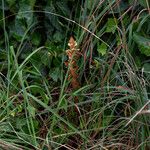 Orobanche hederae Flower