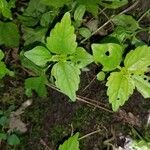 Pilea pumila List