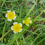 Limnanthes douglasii Λουλούδι