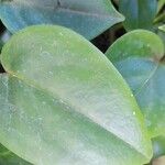 Peperomia serpens Leaf