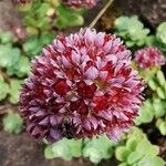 Sedum anacampseros Flower