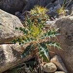 Ptilostemon hispanicus Leaf