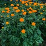 Trollius asiaticus Habitus