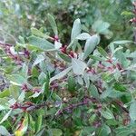 Myrica gale Blad