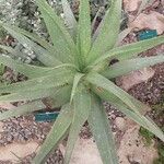 Aloe gariepensis Leaf