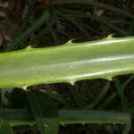 Bromelia pinguin Leaf