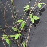 Desmodium procumbens Други