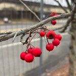 Crataegus phaenopyrum Frukt