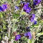 Anchusa officinalis Цветок