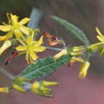 Triumfetta pilosa Flor