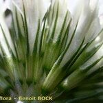 Trifolium michelianum Fruit