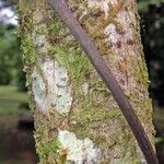 Dioscorea pilosiuscula বাকল