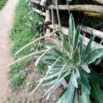 Matthiola incana Fruto