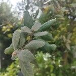 Quercus suber Ліст