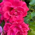 Rosa cinnamomea Flor