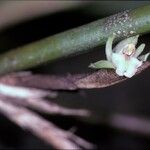 Reichenbachanthus reflexus Květ