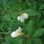 Stewartia serrata