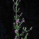 Pedicularis gracilis Yeri