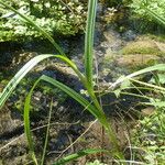 Scirpus sylvaticus Leaf