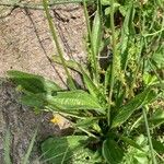 Plantago argentea Likasa