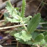 Veronica orsiniana Blatt