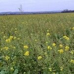 Brassica napus Συνήθη χαρακτηριστικά