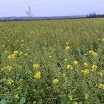 Brassica napus Habit