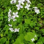 Lunaria redivivaFlower