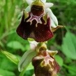 Ophrys holosericeaVirág