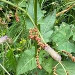 Rumex acetosa Blad